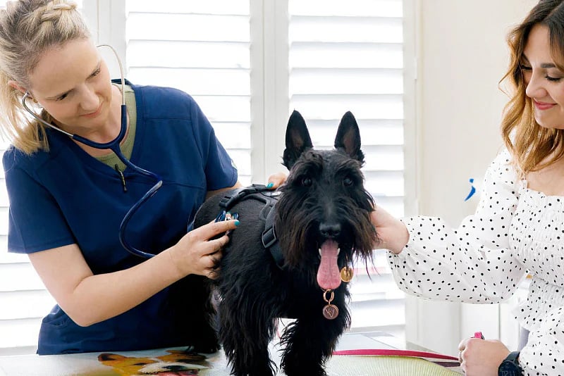 Happy dog with veterinarian